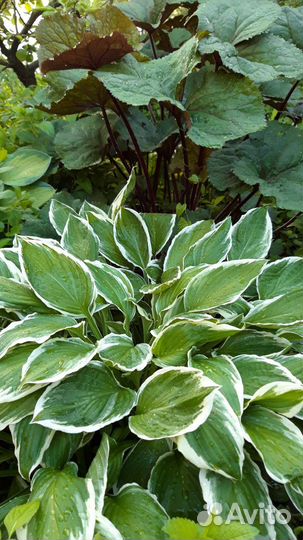 Хоста, бадан, мелисса