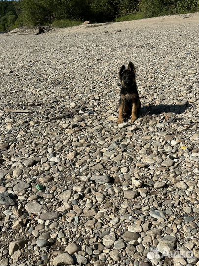 Немецкая овчарка