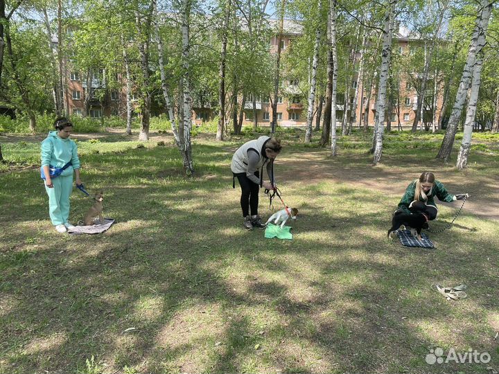 Кинолог/ Групповые/ Индивидуальные занятия