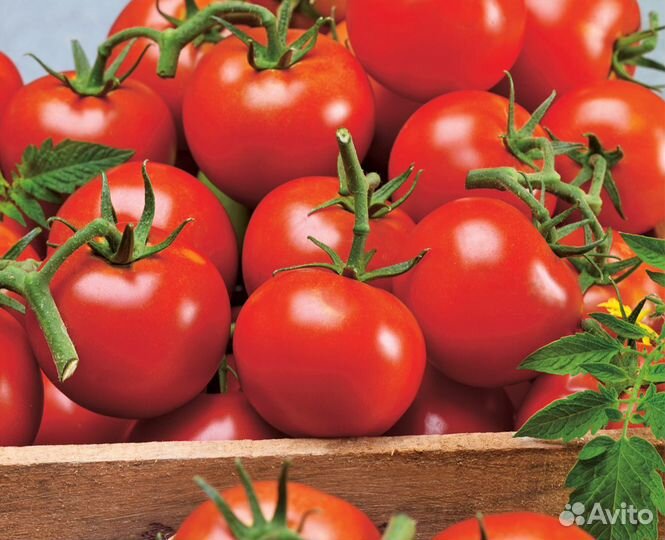 Рассада томатов редких и не очень. Перцы. Мята