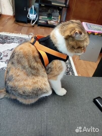 Шлейка для собаки, кошки