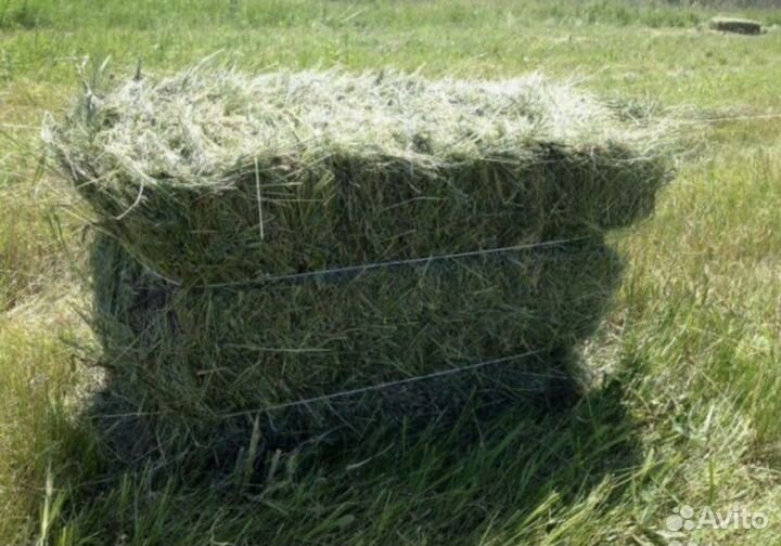 Сено луговое в тюках