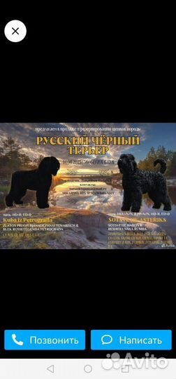 Русский черный терьер
