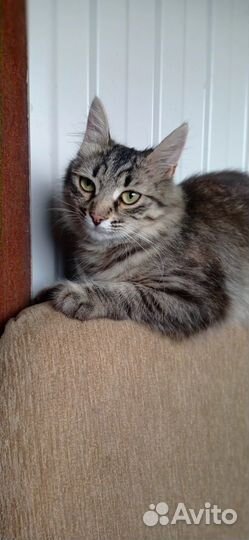 Кошка в дар