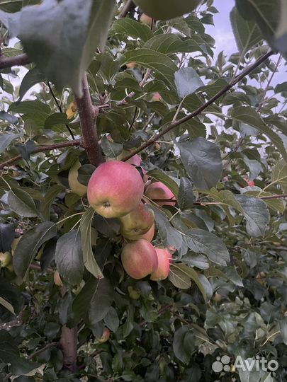 Яблоки оптом Моди