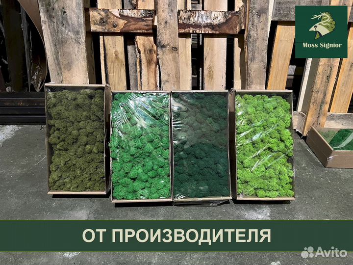 Стабилизированный мох ягель, кочка, пласт. Панно