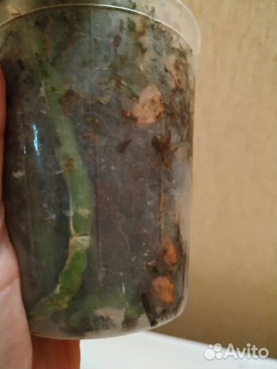 Орхидея фаленопсис