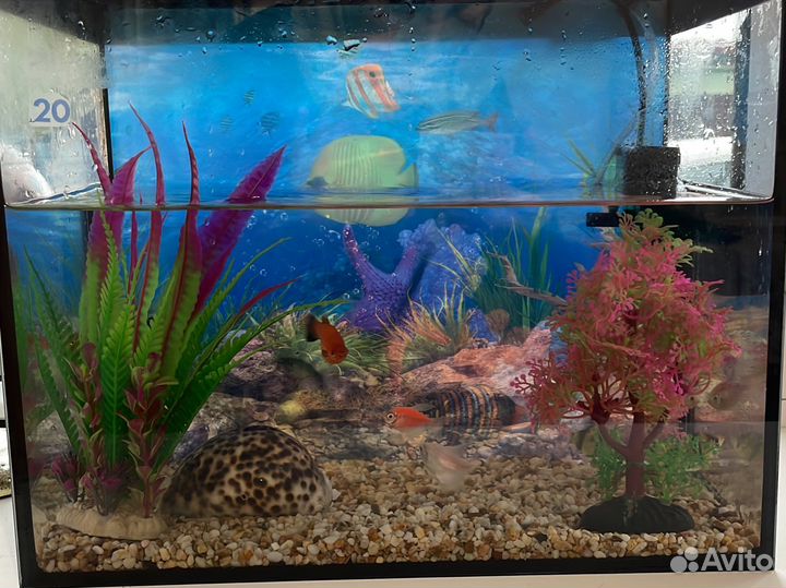 Аквариум