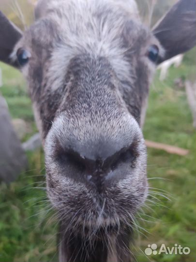 Альпийка дойная