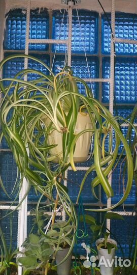 Хлорофитум санса фикус