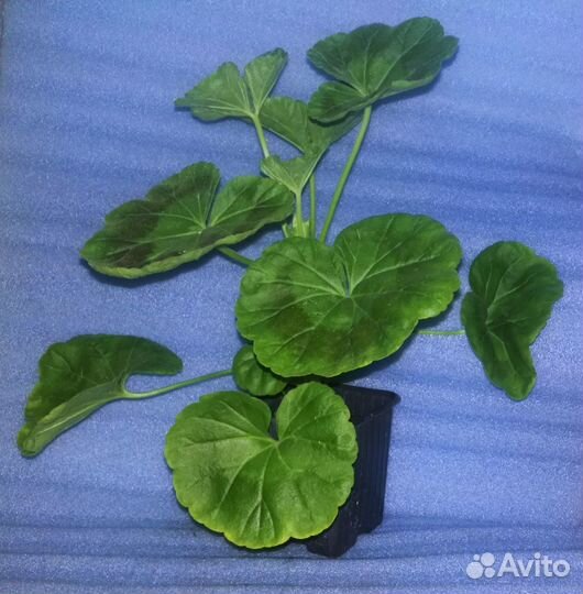 Комнатные растения 4