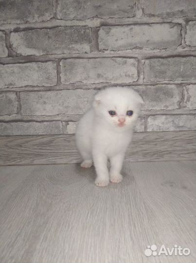 Продаю вислоухих котят