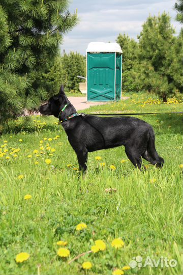 Щенок девочка Звездочка в добрые руки бесплатно