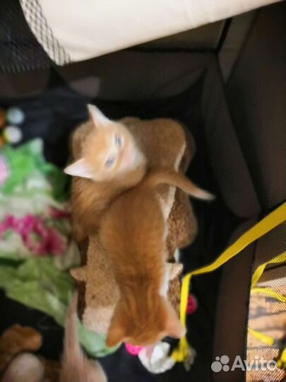 Милые котята