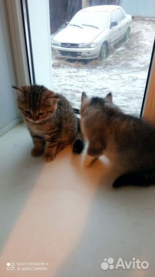 Шотландские прямоухие котята