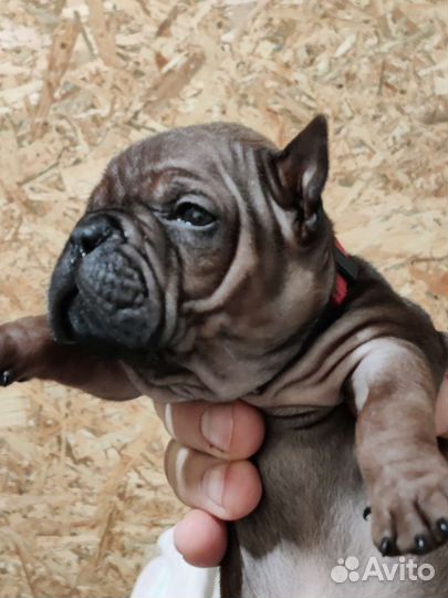 Китайский чунцин