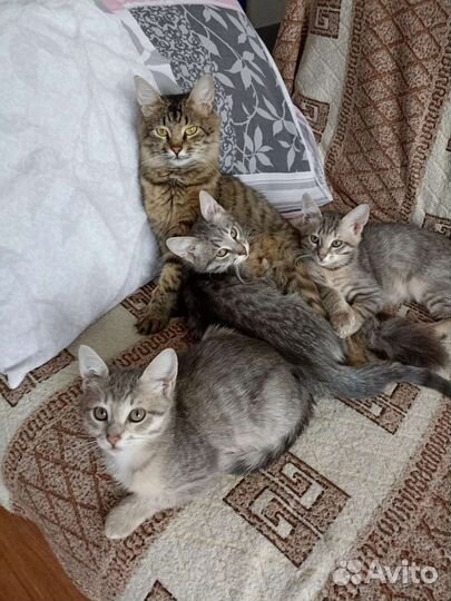 Котята в добрые руки