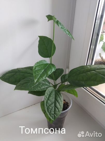 Продам комнатные растения