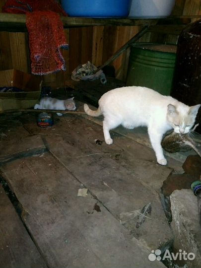 Котята от кошки крысоловки