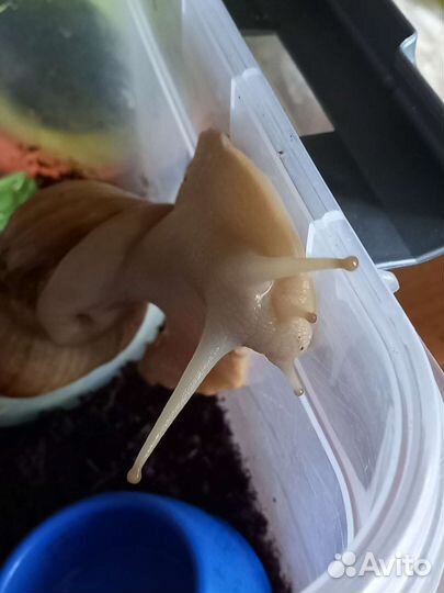 Улитки ахатины