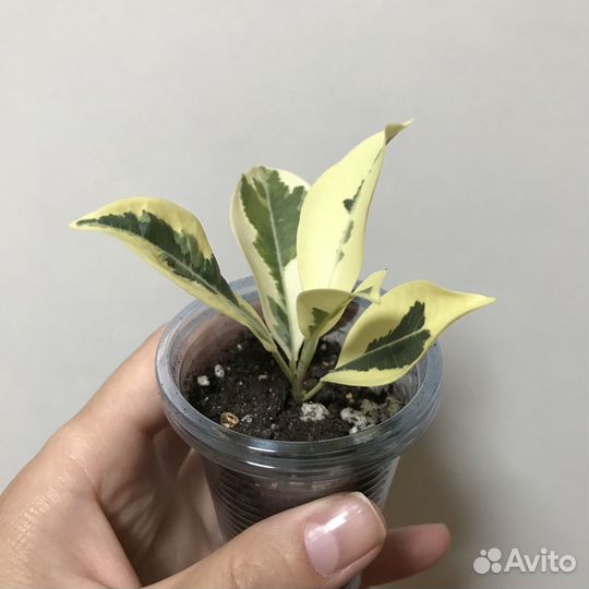 Фикусы: Ретуза гавайская, Майя, Голден Кинг