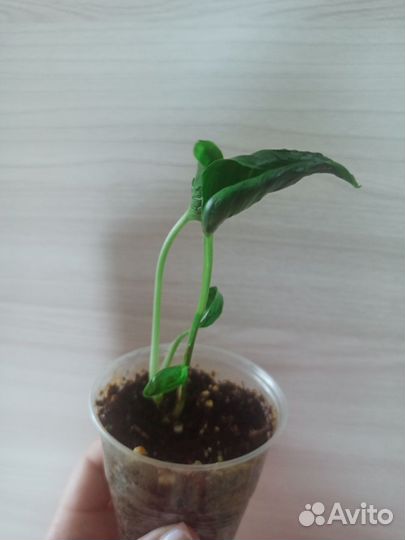 Эпипремнум годзилла