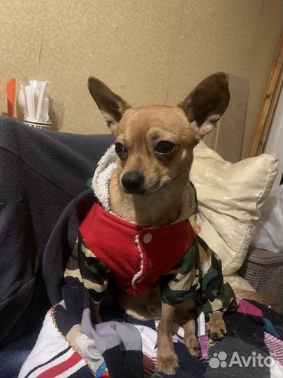 Русский той-терьер вязка