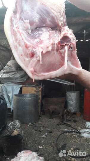 Мясо свинина