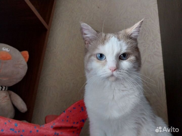Кошка-подросток