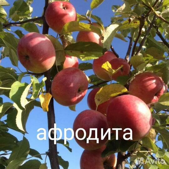 Саженцы яблони