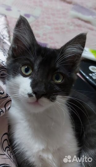 Котята в добрые руки бесплатно