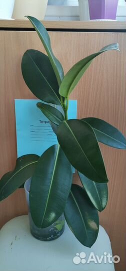 Комнатные домашние растения