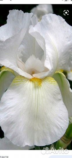 Цветы луковицы многолетние ирисы мускари тюльпаны