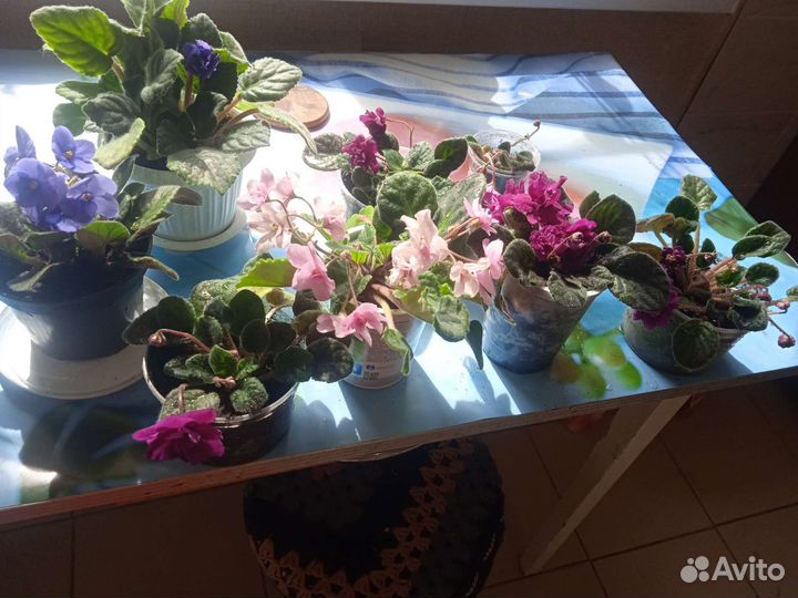 Сортовые фиалки