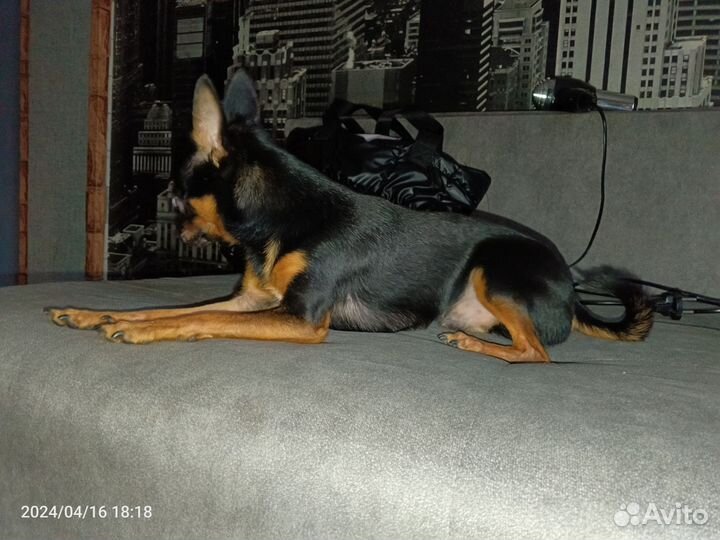 Мини той-терьер