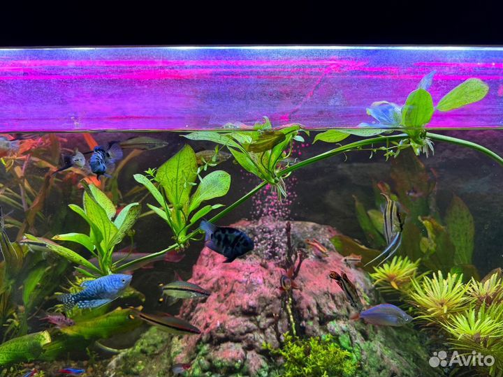 Эхинодорус