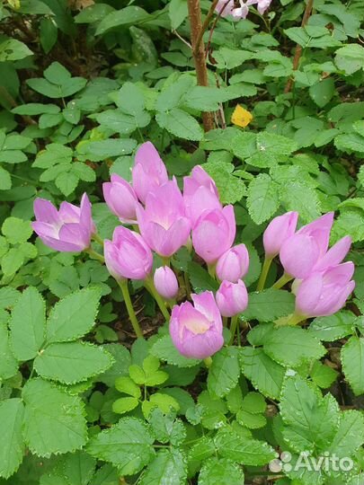 Безвременник луковицы