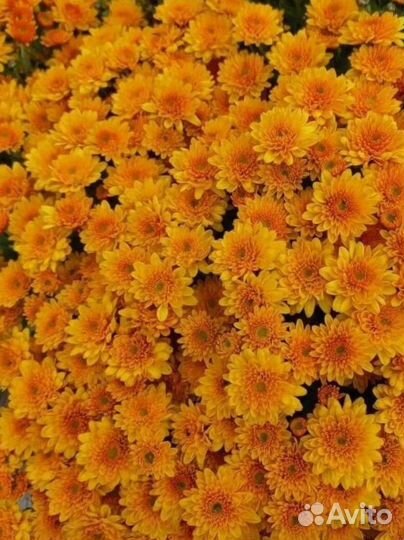 Хризантемы мультифлора