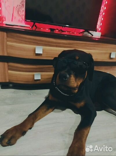 Отдам в хорошие руки собаку