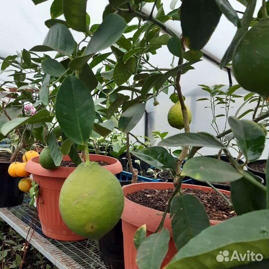 Цитрусовые