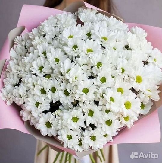 Хризантема