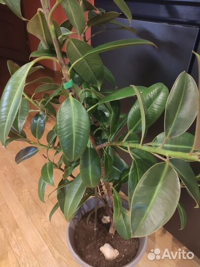 Фикус каучуконосный большой