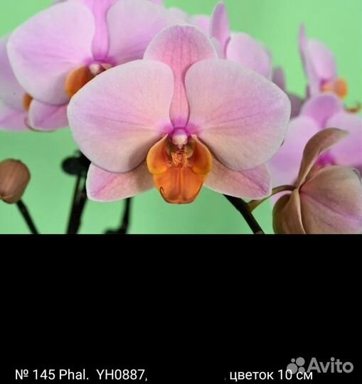 Орхидея фаленопсис Каскадник