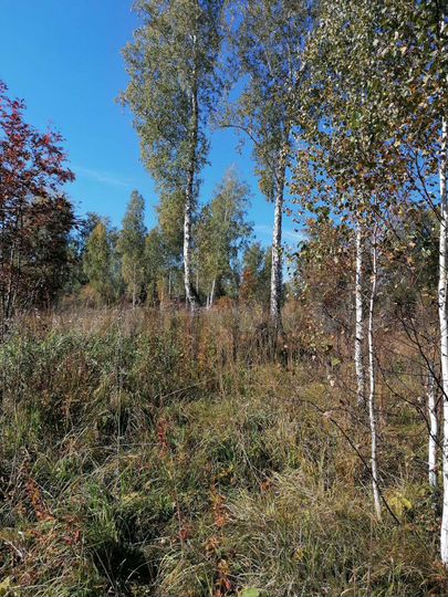 Участок 10 сот. (СНТ, ДНП)