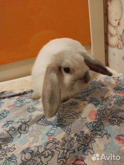 Вислоухие крольчата