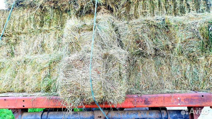 Сено в тюках 20 кг