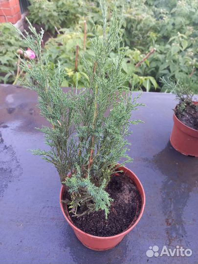 Можжевельник казацкий