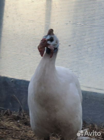 Продам Животных домашних