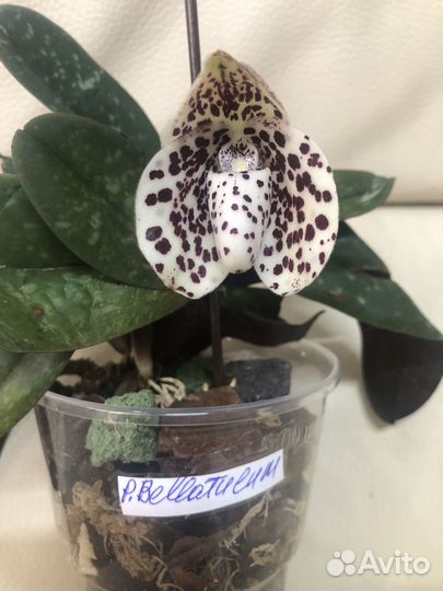 Орхидея башмачок