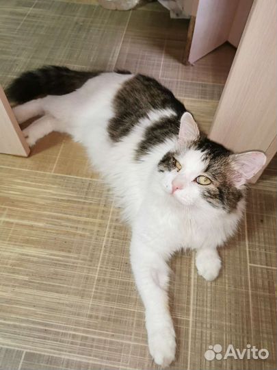 Кот Леопольд